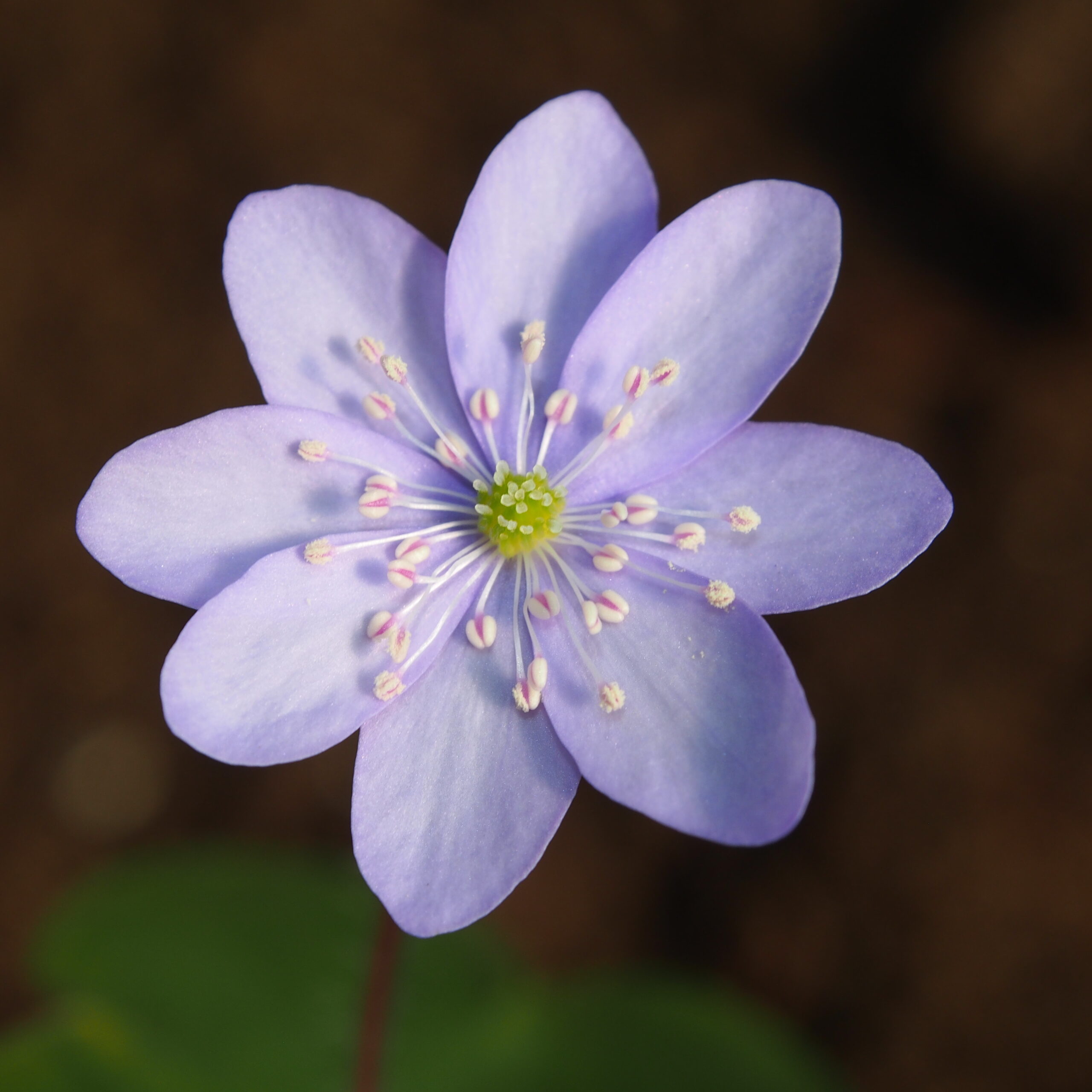 Hepatica acutiloba x americana Virginia JP 4 Hepatica acutiloba x americana Virginia JP