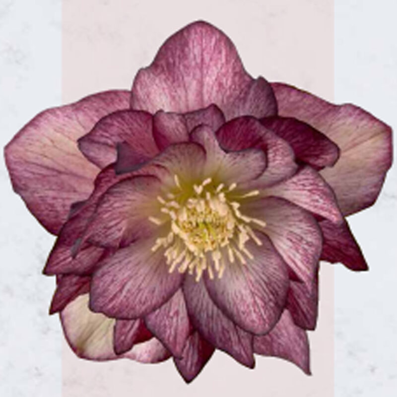 Helleborus x hyb. (Winterangels) ' Serah ' ®