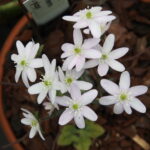 Hepatica acutiloba Kansas JP