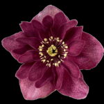 Helleborus x hyb. (Winterangels) ' Jaëlla ' ®