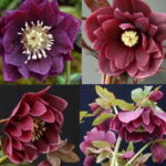 Helleborus x hyb. Quintessa Amber Gem (Jungpflanze)