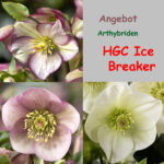 Angebot : Helleborus Ice Breaker