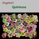 Angebot Quentessa Kopie 1