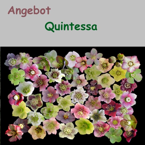 Angebot : Helleborus x hyb. Quintessa