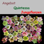 Angebot : Helleborus x hyb. Quintessa (Jungpflanzen) 1 Angebot : Helleborus x hyb. Quintessa (Jungpflanzen)