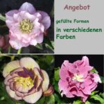 Angebot : Helleborus gefüllte Blüten