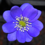 Hepatica acutiloba Big GFP 2 Hepatica acutiloba Big GFP
