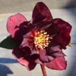 Helleborus x hyb. (Winterangels) ' Cerise ' ®