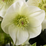 HGC Ice Breaker Lemony