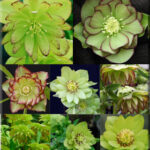 Helleborus x hyb. Quintessa Apple (Jungpflanze) 1 Helleborus x hyb. Quintessa Apple (Jungpflanze)