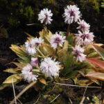 Heloniopsis orientalis var. breviserata A-so (generativ)