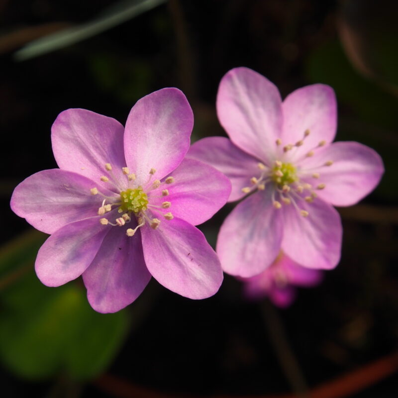Hepatica nobilis Jebra JP