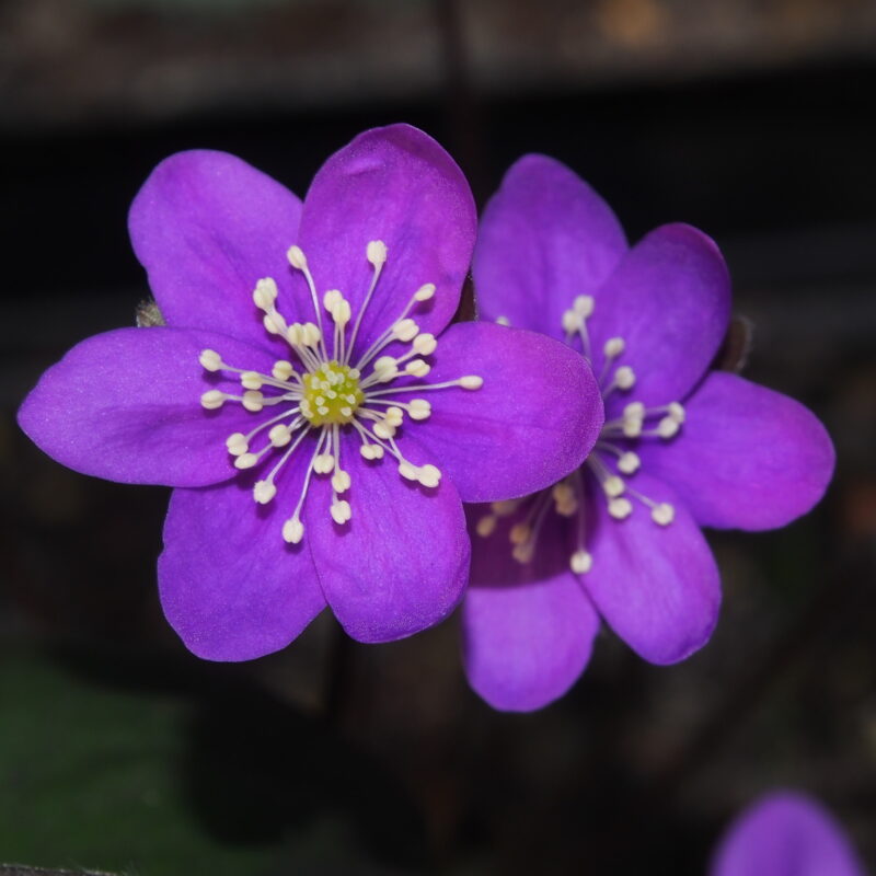 Hepatica nobilis Prinzessin Violia JP