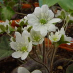 Hepatica acutiloba x americana Ohio JP 1 Hepatica acutiloba x americana Ohio JP