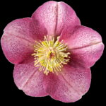Helleborus Kultivar ' Rhythm Pink '®