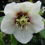 Helleborus x hybridus ' SP Tiffany ' 2 Helleborus x hybridus ' SP Tiffany '