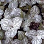 Hepatica acutiloba Sunmarble