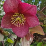 Helleborus x hyb. ' VIV Fenna ' ®