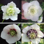 Helleborus x hyb. Quintessa White Pearl (Jungpflanze)