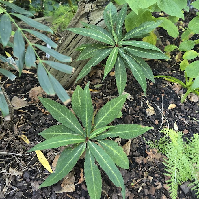 Impatiens omeiana Silver Striped