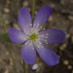 Hepatica acutiloba x americana Mississippi JP