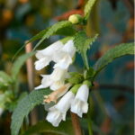 chelonopsis moschata alba 1