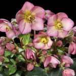 Helleborus x glandorfensis Ice N Roses ' Rose ' ®