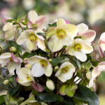 Helleborus x glandorfensis Ice N' Roses® ' Early Sparkle '