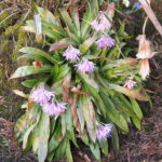 Heloniopsis orientalis var. breviscarpa (generativ)