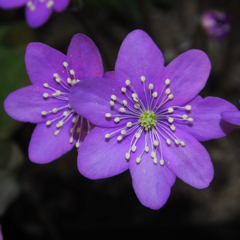 Hepatica nobilis Hexe Shota JP