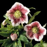 Helleborus x hybridus ' SP Charlotte '
