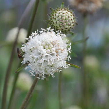 Succisa pratense Alba