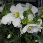 Helleborus x lemonnierae Paradenia