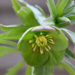 Helleborus multifidus ssp. bocconei Herzogovinus (Jungpflanzen)