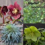 Helleborus : Naturformen (Jungpflanzen)