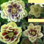 Helleborus x hybridus Double Yellow Varianten
