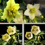 Helleborus x hybridus Yellow Varianten