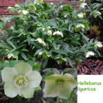 Helleborus liguricus (Jungpflanzen)