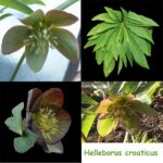 Helleborus croaticus (Jungpflanzen)