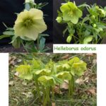 Helleborus odorus (Jungpflanzen)