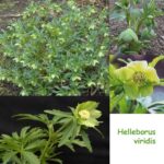 Helleborus viridis (Jungpflanzen)