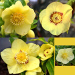 Helleborus x hybridus Super Yellow Varianten (Neon)