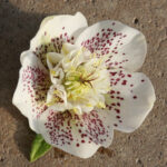 Helleborus x hybridus ' SP anemone weiß spotted '