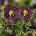 Helleborus x hybridus ' SP Burgunder gepunktet '
