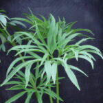 Helleborus multifidus ssp. bocconei Castillano (Jungpflanzen)