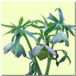 Helleborus multifidus ssp. bocconei Istricus (Jungpflanzen)