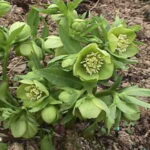 Helleborus multifidus ssp. bocconei Istricus (Jungpflanzen)