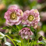 Helleborus x hybridus ' SP Rosa gefüllt '