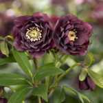 Helleborus x hybridus ' SP Red Double '