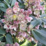 Helleborus x sternii Ashwood